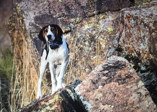 What is Canine Parvovirus?