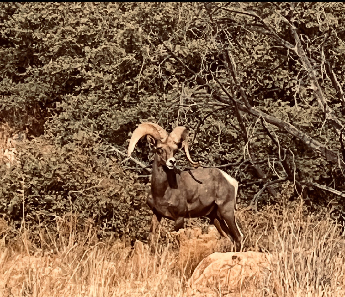 What is Chronic Wasting Disease?