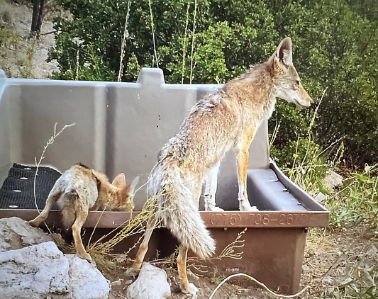 What is Tularemia?