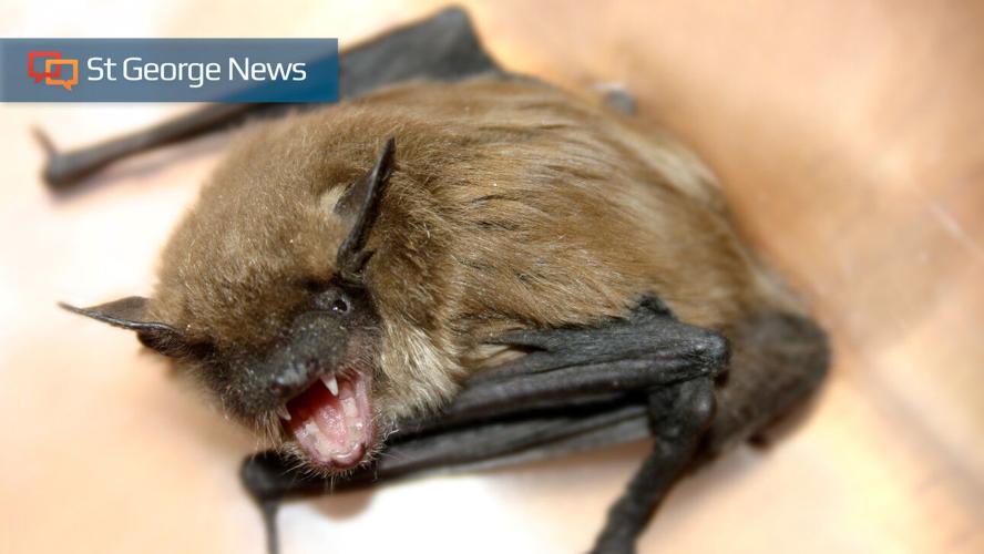 Rabid bat found in Washington County