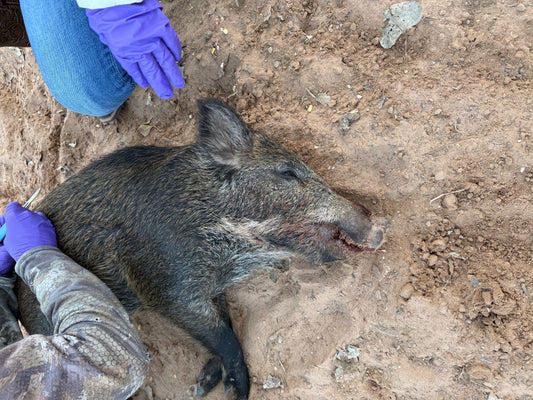 What is Feral Swine Disease