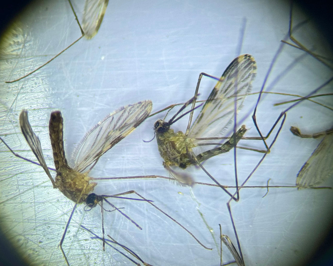 What is West Nile?