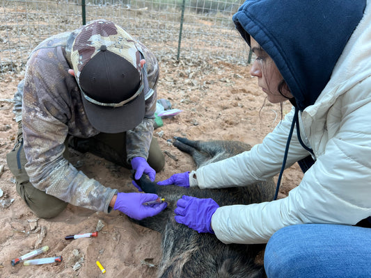 Checking Wildlife for Diseases
